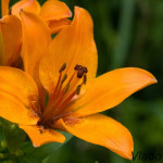 Lilium bulbiferum - Ľalia cibuľkonosná IMG_3246