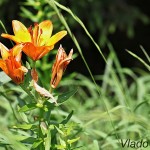 Lilium bulbiferum - Ľalia cibuľkonosná IMG_5889