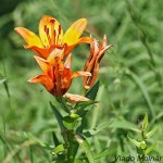 Lilium bulbiferum - Ľalia cibuľkonosná IMG_5890