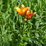 Lilium bulbiferum - Ľalia cibuľkonosná IMG_5892