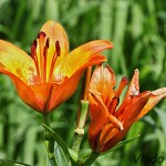 Lilium bulbiferum - Ľalia cibuľkonosná IMG_5893