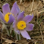 Pulsatilla grandis - Poniklec veľkokvetý 22-07-34
