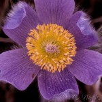 Pulsatilla grandis - Poniklec veľkokvetý 22-09-43