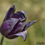 Pulsatilla patens - Poniklec otvorený IMG_4567