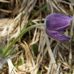 Pulsatilla patens - Poniklec otvorený IMG_6724