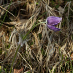 Pulsatilla patens - Poniklec otvorený IMG_6725