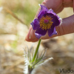 Pulsatilla patens - Poniklec otvorený IMG_6730a