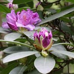 Rhododendron sp. - Rododendron 18-37-14