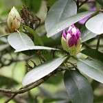 Rhododendron sp. - Rododendron 18-37-53