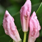 Rhododendron sp. - Rododendron 200157