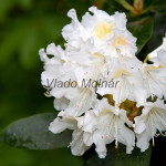 Rhododendron sp. - Rododendron IMG_0191