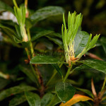 Rhododendron sp. - Rododendron IMG_0194