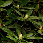 Rhododendron sp. - Rododendron IMG_0195