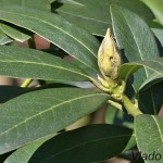 Rhododendron sp. - Rododendron IMG_1316