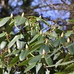 Rhododendron sp. - Rododendron IMG_1317