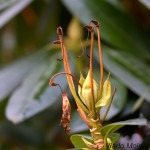 Rhododendron sp. - Rododendron IMG_4816
