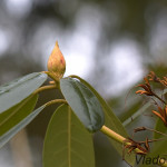 Rhododendron sp. - Rododendron IMG_4817
