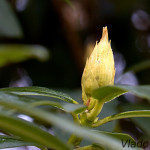 Rhododendron sp. - Rododendron IMG_4818