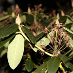 Rhododendron sp. - Rododendron IMG_8401