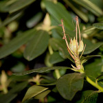 Rhododendron sp. - Rododendron IMG_8404