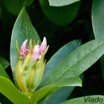 Rhododendron sp. - Rododendron IMG_9021