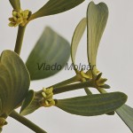 Viscum album - Imelo biele /kvet/ 121400
