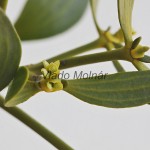 Viscum album - Imelo biele /kvet/ 122113