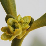 Viscum album - Imelo biele /kvet/ 122728