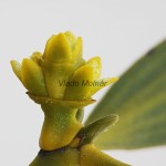 Viscum album - Imelo biele /kvet/ 123402