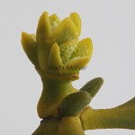 Viscum album - Imelo biele /kvet/ 124924