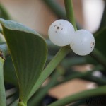 Viscum album - Imelo biele 144545