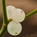 Viscum album - Imelo biele 23-42-16