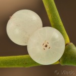 Viscum album - Imelo biele 23-47-55