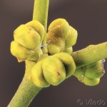 Viscum album - Imelo biele 23-49-09