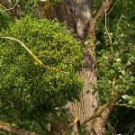 Viscum album - Imelo biele IMG_1558