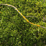 Viscum album - Imelo biele IMG_1558m