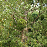 Viscum album - Imelo biele IMG_1559