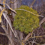 Viscum album - Imelo biele IMG_8321