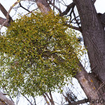 Viscum album - Imelo biele IMG_8325