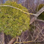 Viscum album - Imelo biele IMG_8328