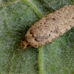 Agonopterix curvipunctosa - Ploskáč trebuľkový 163925.jpg