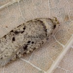 Agonopterix curvipunctosa - Ploskáč trebuľkový 171320