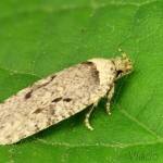Agonopterix curvipunctosa - Ploskáč trebuľkový 20-29-22