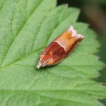 Ancylis mitterbacheriana - Obaľovač Mitterbacherov IMG_6647