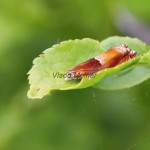 Ancylis mitterbacheriana - Obaľovač Mitterbacherov IMG_6652