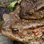 Bufo bufo - Ropucha bradavičnatá 162123m