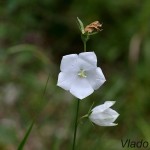 Campanula persicifolia 'Alba' - Zvonček broskyňolistý
