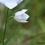 Campanula persicifolia 'Alba' - Zvonček broskyňolistý IMG_2200