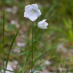 Campanula persicifolia 'Alba' - Zvonček broskyňolistý IMG_2202
