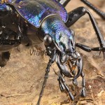 Carabus intricatus - Bystruška vráskavá 184337